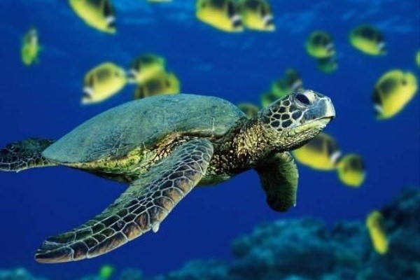 لاکپشت های دریایی کیش