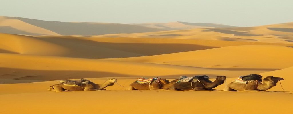 شترسواری در کویر مصر