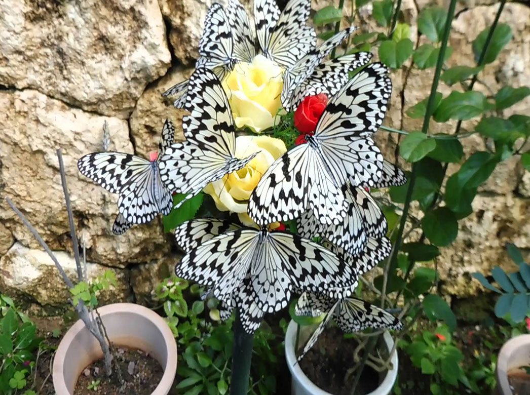 باغ پروانه های پنانگ